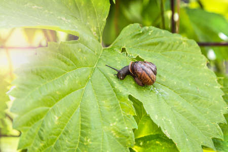 snail with a house crawls on the leaves of grapesの写真素材