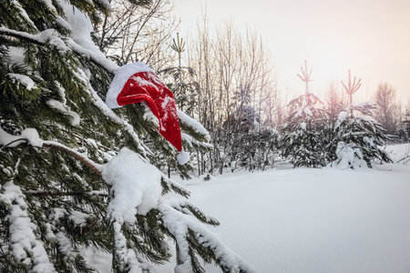 santa claus hat hanging on winter Christmas tree covered with snowの写真素材