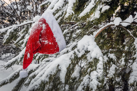 santa claus hat hanging on winter Christmas tree covered with snowの写真素材