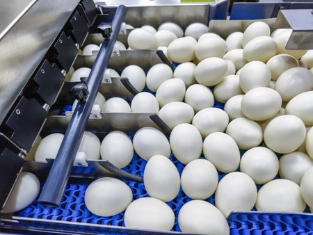 Industrial egg sorting process inside a modern facility during daylight hours with numerous eggs on displayの写真素材