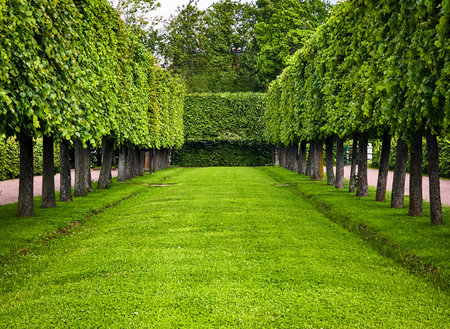 Lush green pathway lined with trees in a serene garden during daylight hoursの写真素材