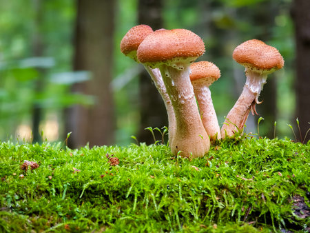 Mushrooms growing on a mossy log in a serene forest during