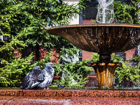 Pigeons relaxing by the fountain in a sunny park surrounded by green treesの写真素材