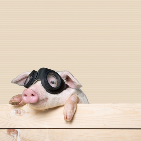 Animals, pig, piglet.