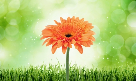 Gerbera Daisy, Flower, Single Flower.の写真素材