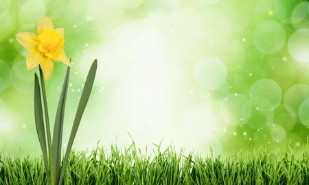 Daffodil, Flower, Isolated.