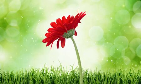 Gerbera Daisy, Daisy, Single Flower.の写真素材