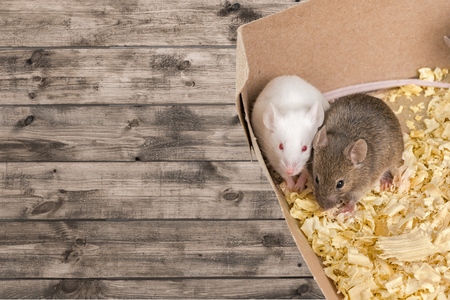 Hamster, clever, animal.の写真素材