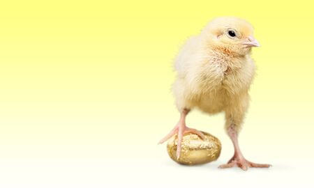 Easter, Easter Egg, Young Bird.の写真素材