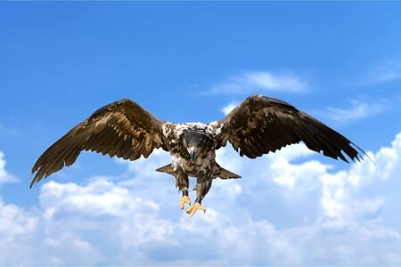 Hawk, Bird, Eagle.