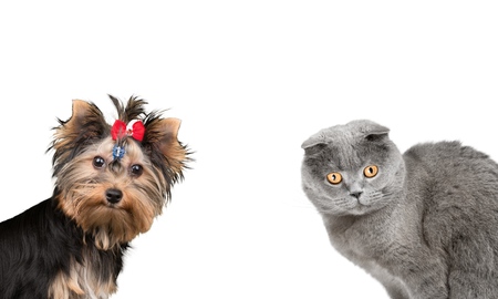 Dog, Yorkshire Terrier, Small.の写真素材