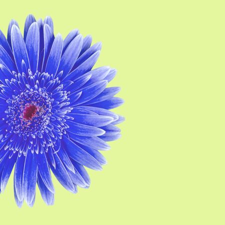 Gerbera Daisy, Daisy, Pink.の写真素材