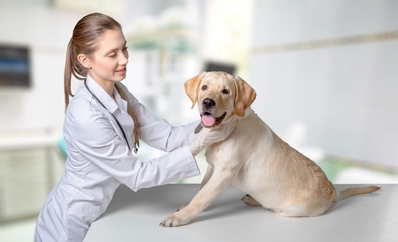 Veterinarian, vet, pets.の写真素材