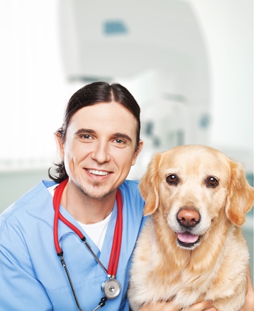 Dog, veterinarian, vet.の写真素材