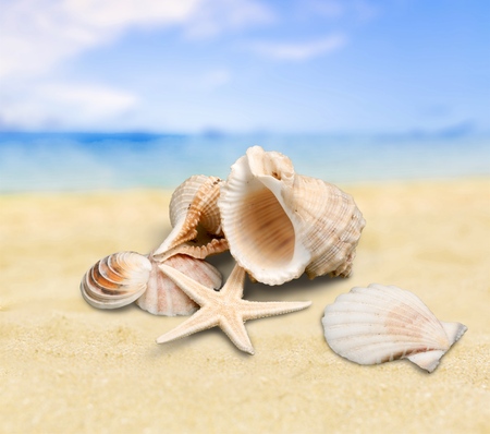 Shell, Starfish, Isolated.