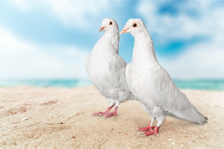 Love, white, pigeon.の写真素材