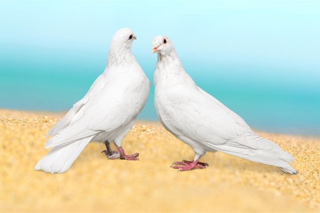 Love, white, pigeon.の写真素材