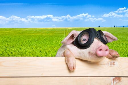 Animals, pig, piglet.の写真素材