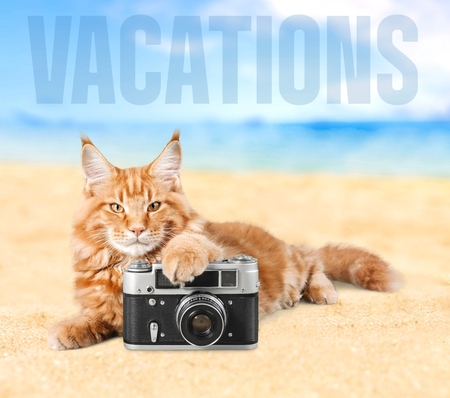 Cat, photography, photo.の写真素材