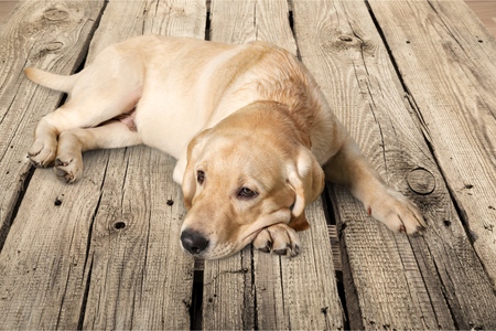 Labrador, yellow, lab.の写真素材