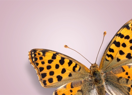 Butterfly.の写真素材