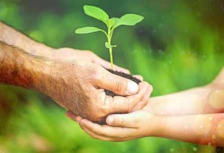 Hands, plant, green.の写真素材