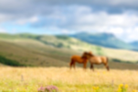 Animal, foal, mare.の写真素材