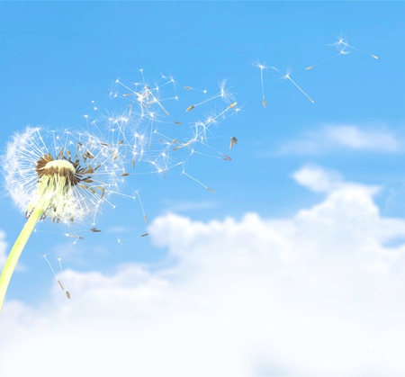 Dandelion, seed, wind.の写真素材