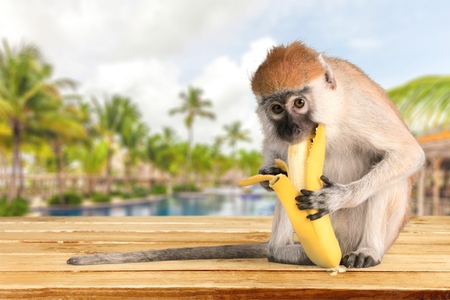 Monkey, Banana, Primate.の写真素材