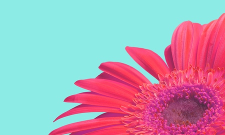 Gerbera Daisy, Orange, Flower.の写真素材
