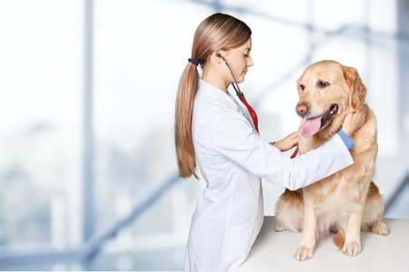 Veterinarian, vet, dog.の写真素材