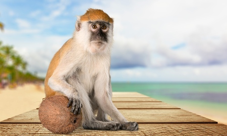 Monkey, Banana, Primate.