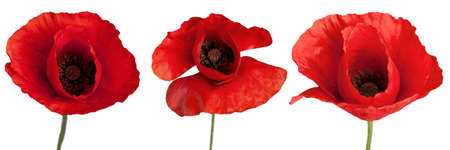 Poppy, Corn Poppy, Red.の写真素材