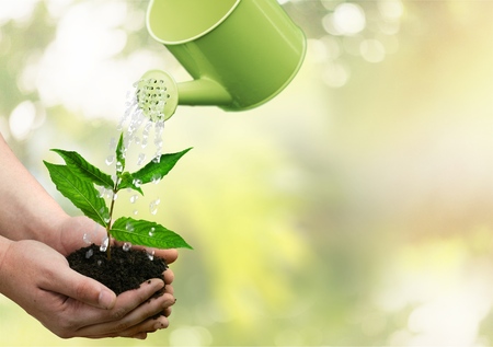 Watering Can, Watering, Growth.の写真素材