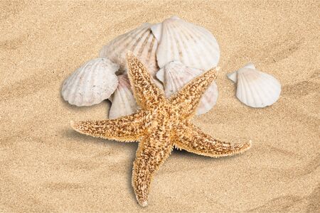 Shell, Starfish, Summer.