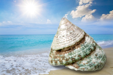 White, starfish, sea.