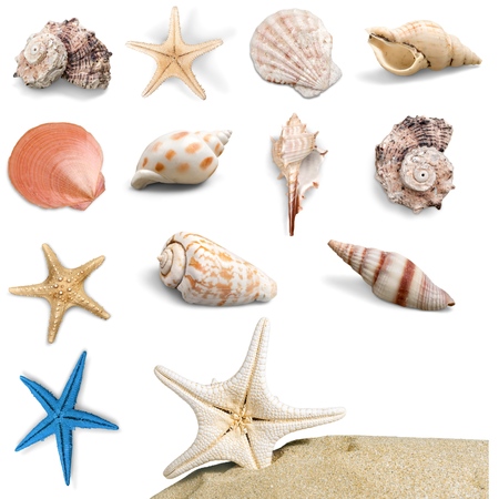 Seashell, white, aquarium.