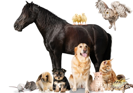 Animal, animal themes, arabian horse.の写真素材
