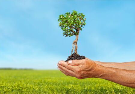 Tree in Hands, Growth, Environment.