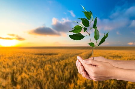 Growth, Tree, Human Hand.の写真素材