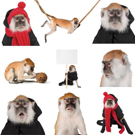 Monkey.の写真素材