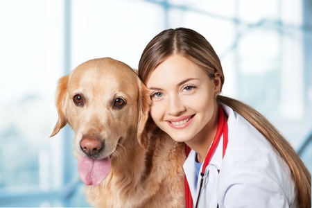 Veterinarian.の写真素材