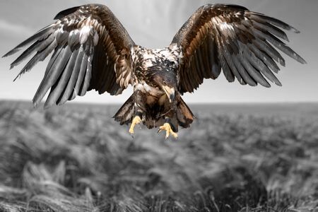 Hawk.