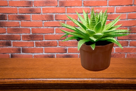 Aloe.の写真素材