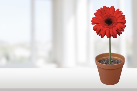 Flower Pot.の写真素材