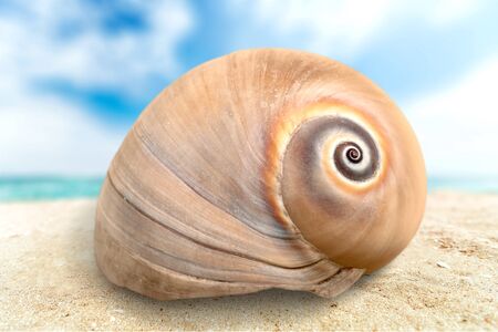 Sea shell.