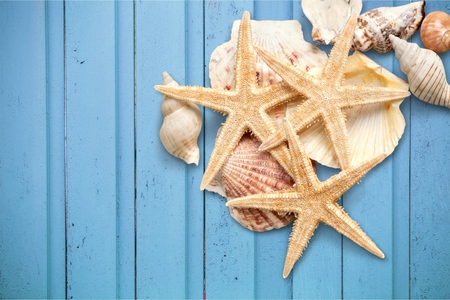 Starfishes and Shells.の写真素材