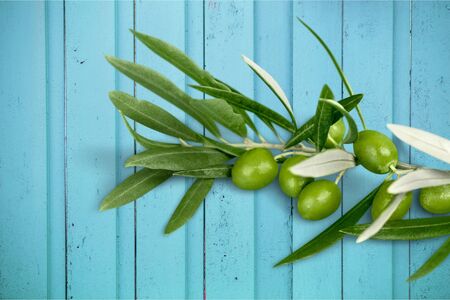 Olive Branch.の写真素材