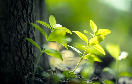 Sunlight foliage.の写真素材