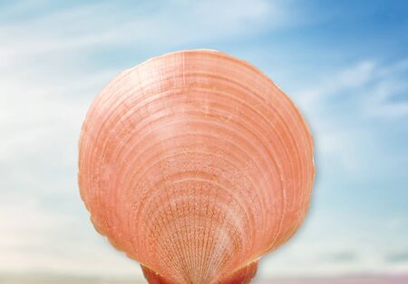 Shell.